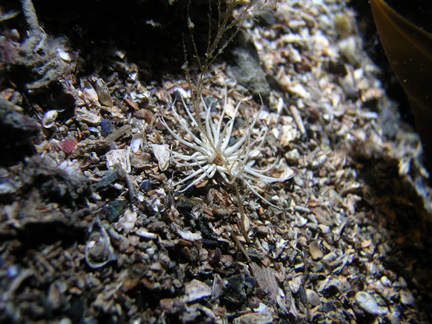 P007_Ghost_Anemone