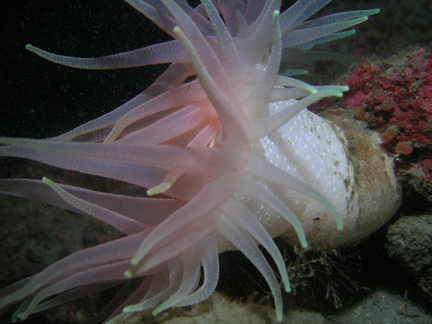 P009_White_Spotted_Anemone-_pale