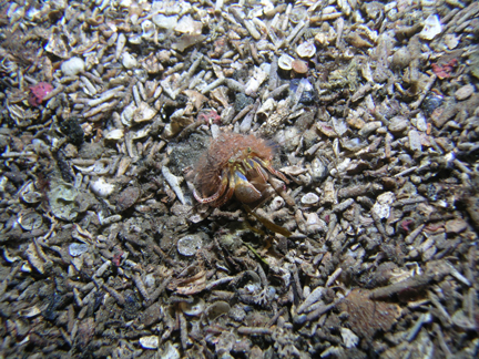 P012_Wide_Hand_Hermit_Crab_with_Snail_fur