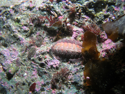 P021_Lined_Chiton