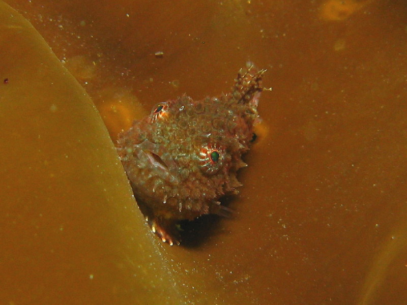 Pacific Spiny Lumpsucker
