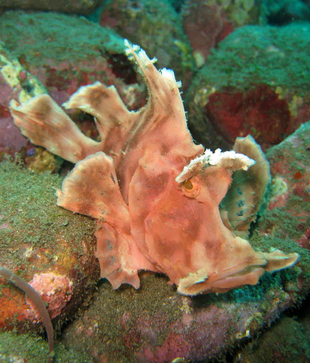 paddleflap scorpionfish