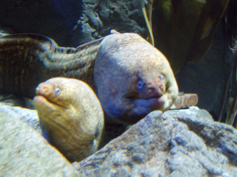 Pair of Morray Eels