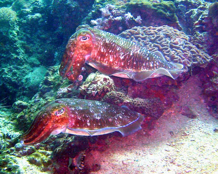 pair_of_cuttlefish