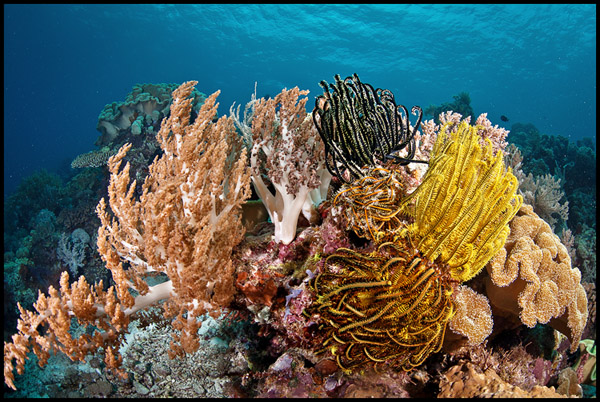 Panga batang colorful reef