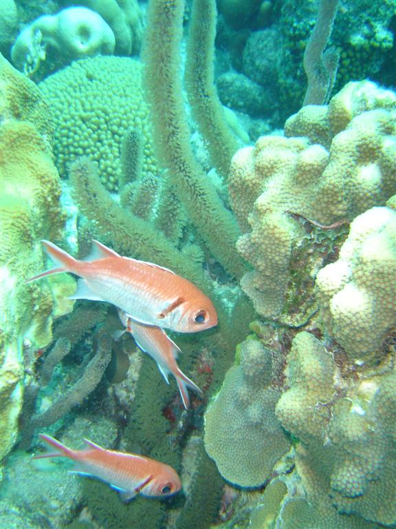 Paradise Divers Bonaire Trip