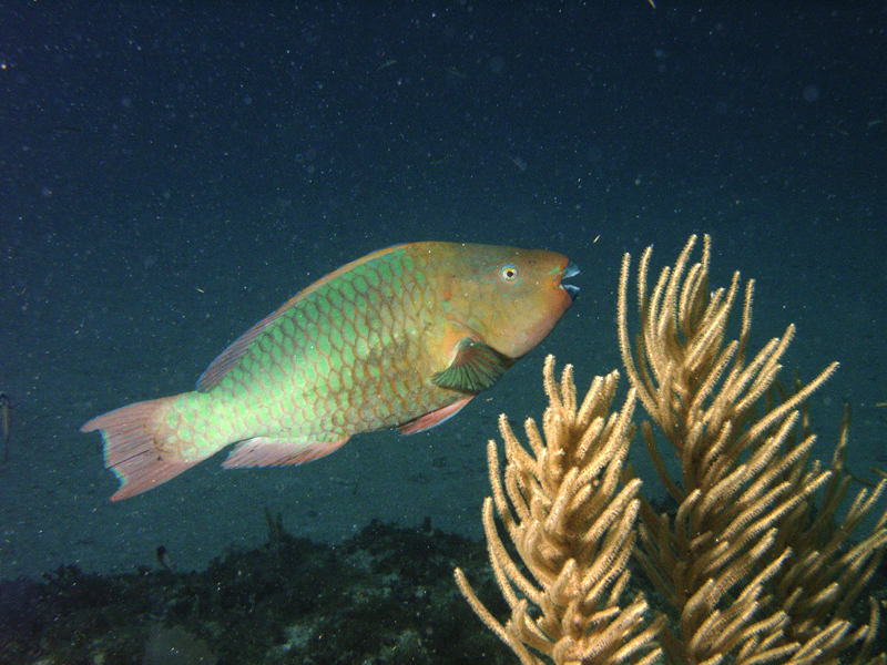 Parrotfish on Horseshoe Reef