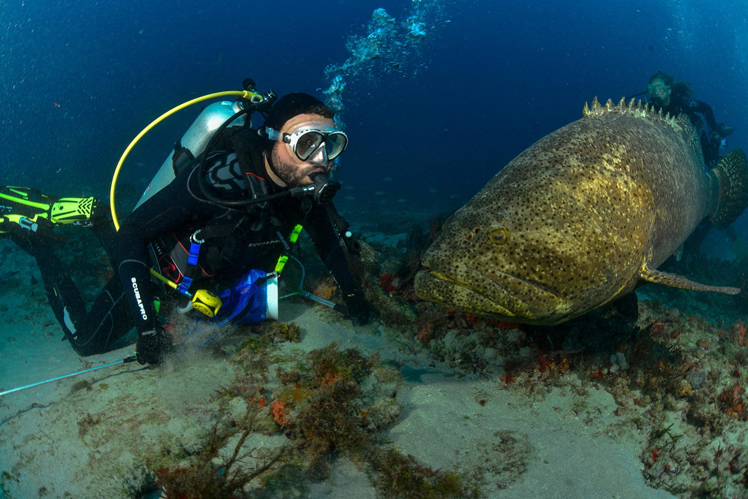 Pawel And Shadow the Grouper