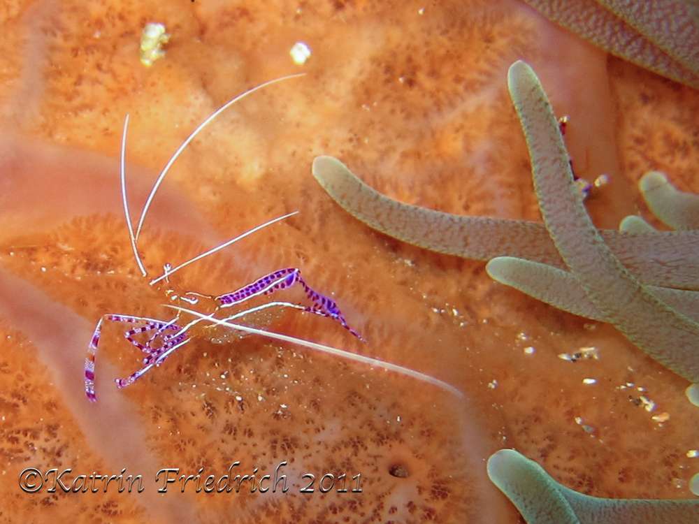 Pederson's cleaner shrimp