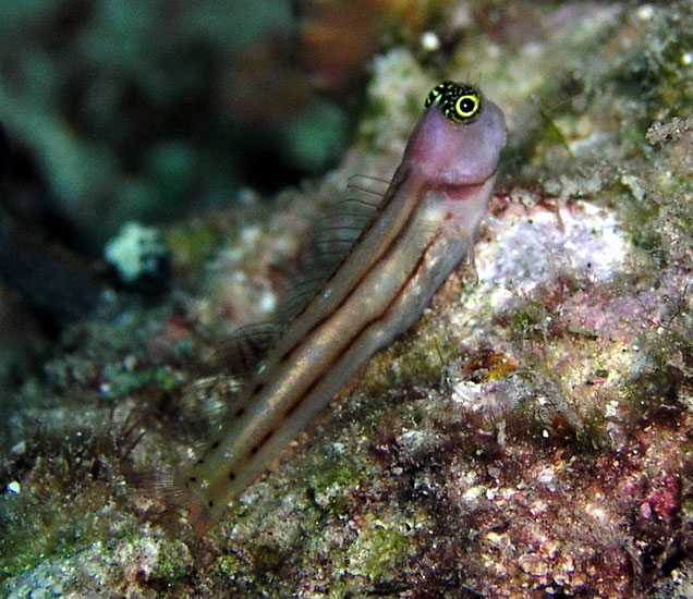 Perched Blenny