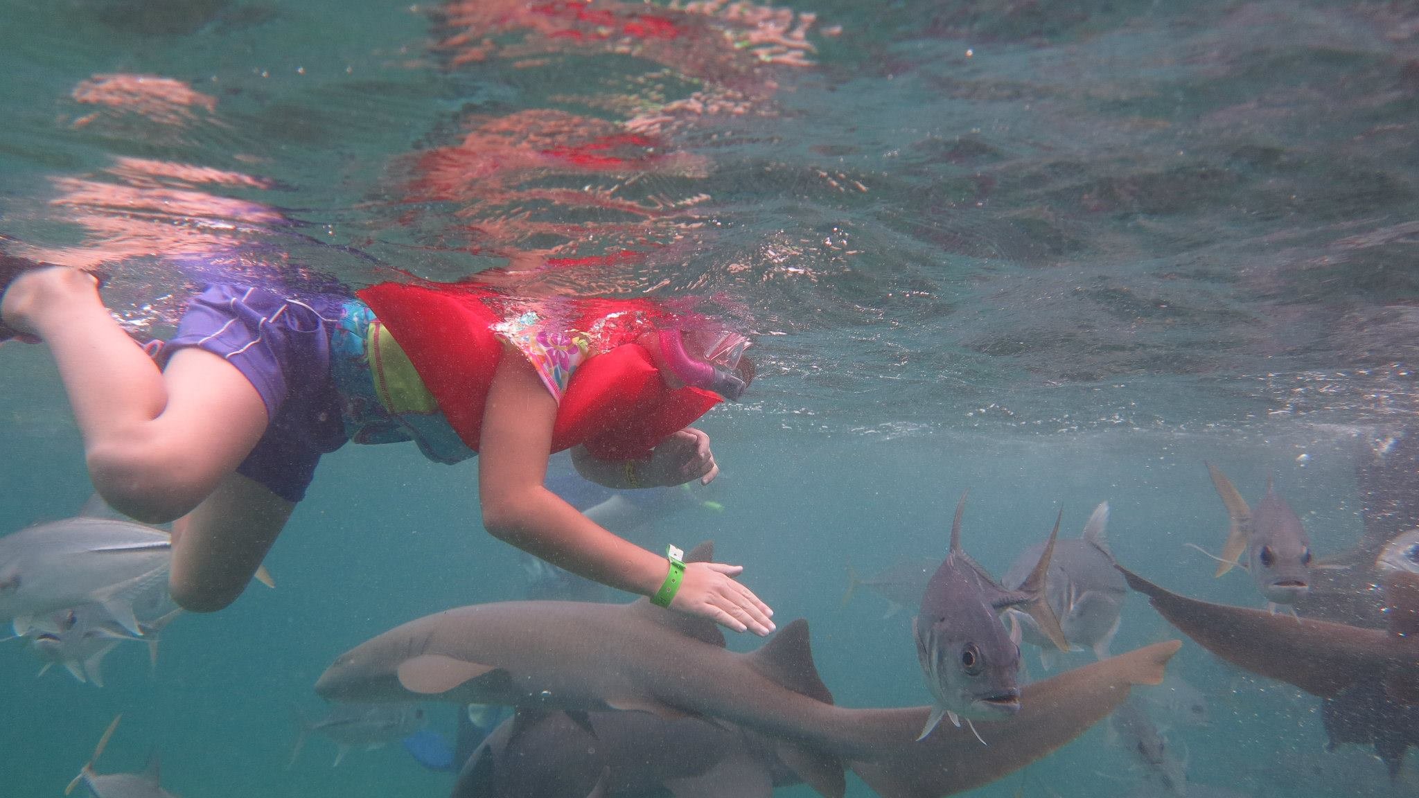 petting the shark