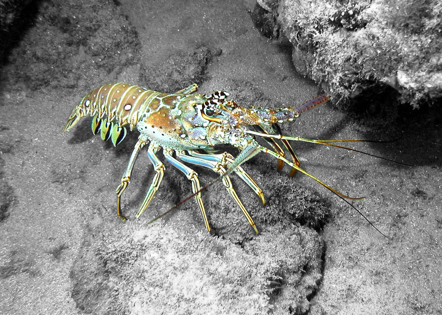 Photoshoped Spiney Lobster