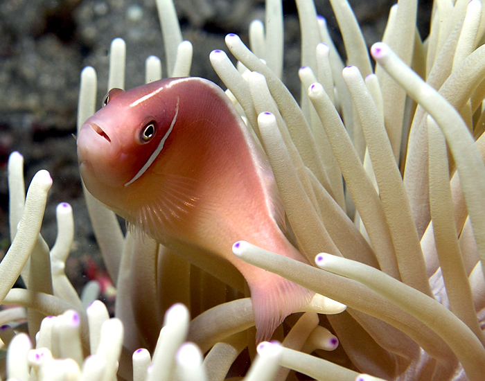 Pink Anemonefish