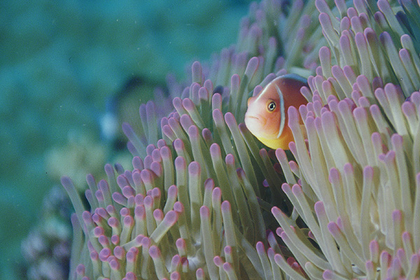 Pink Anenomefish