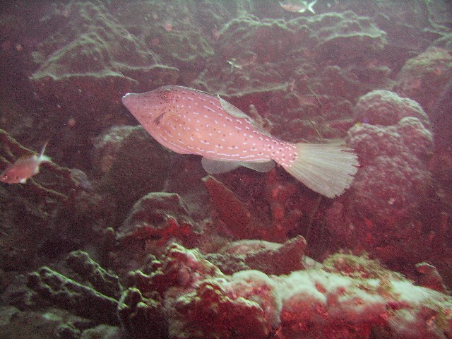Pink File Fish