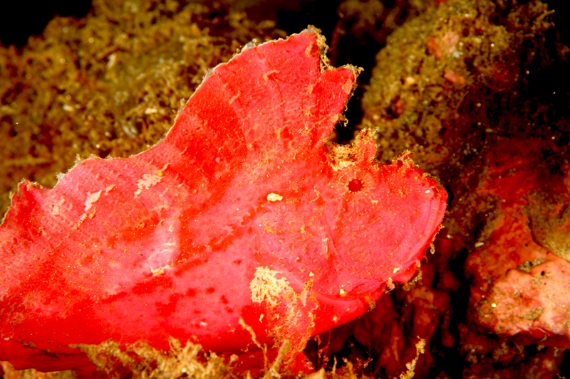 pink leaf scorpionfish