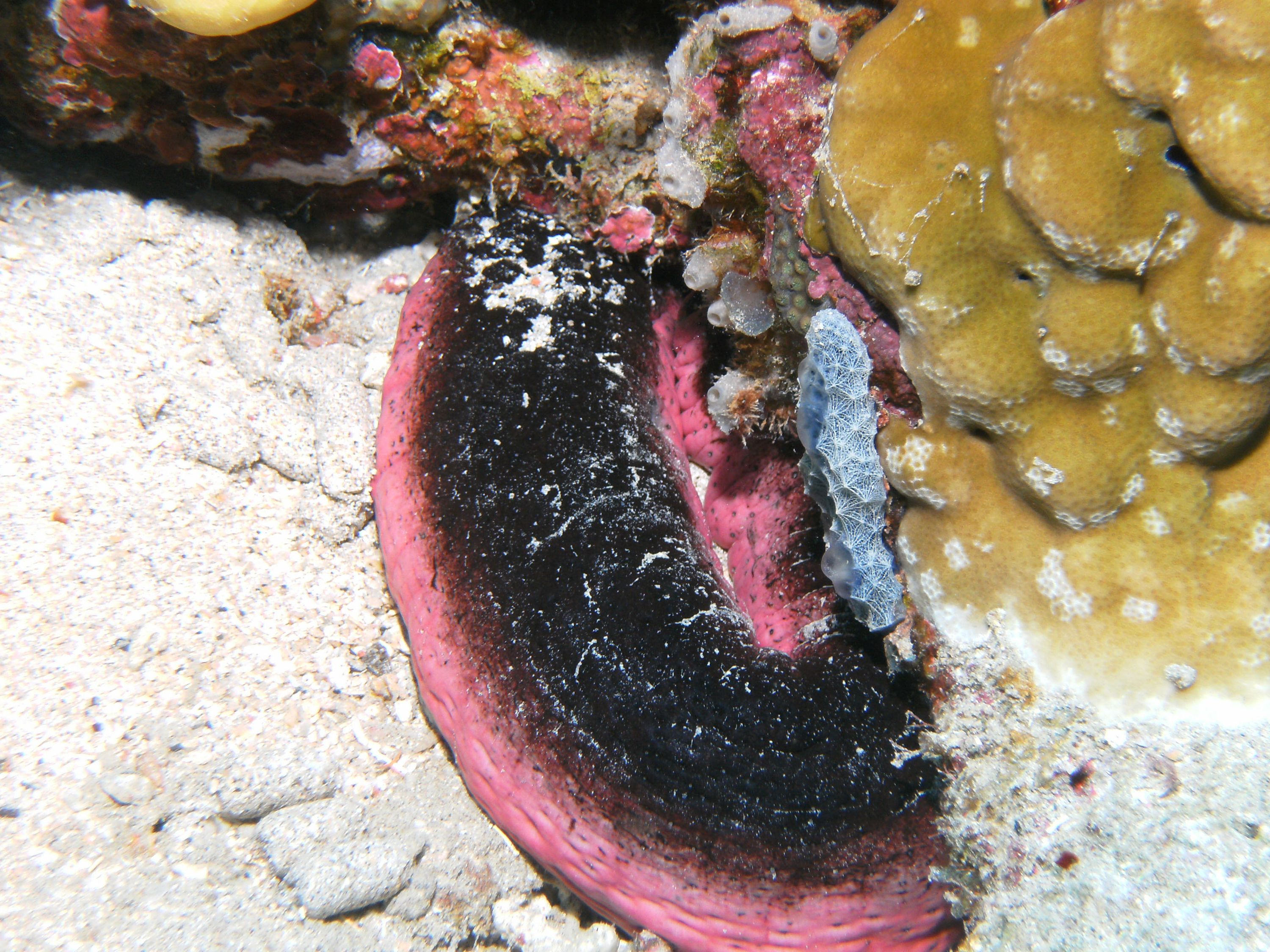 pink_and_black_sea_cucumber