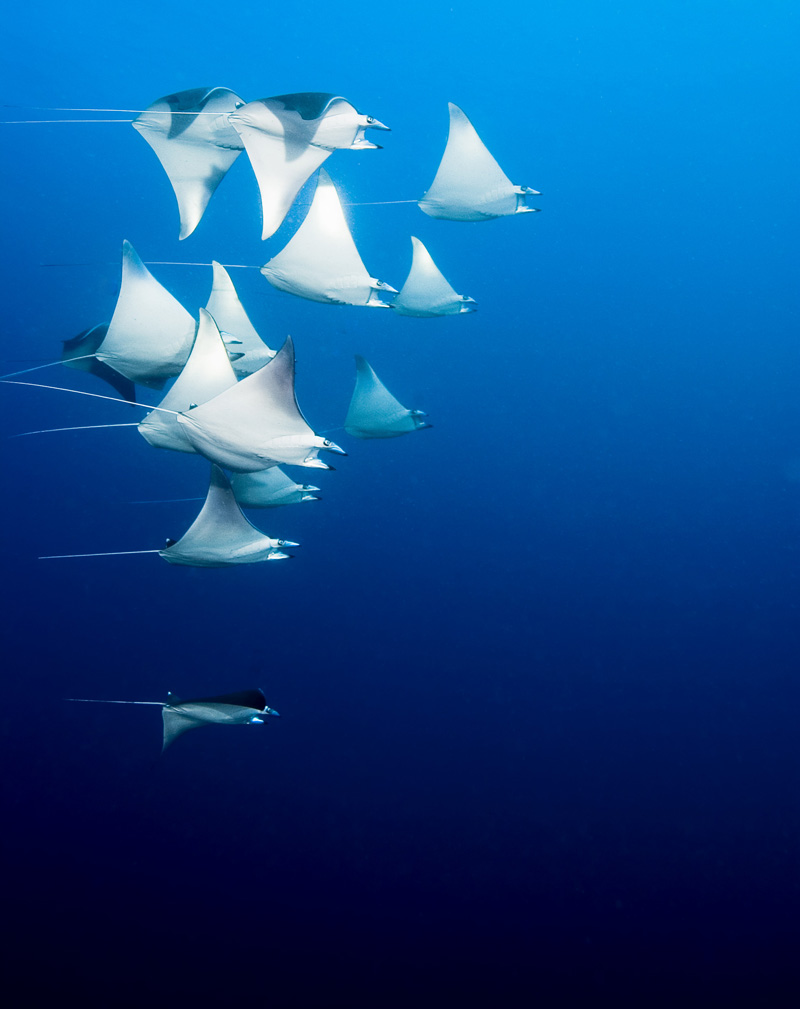 PNG Rays