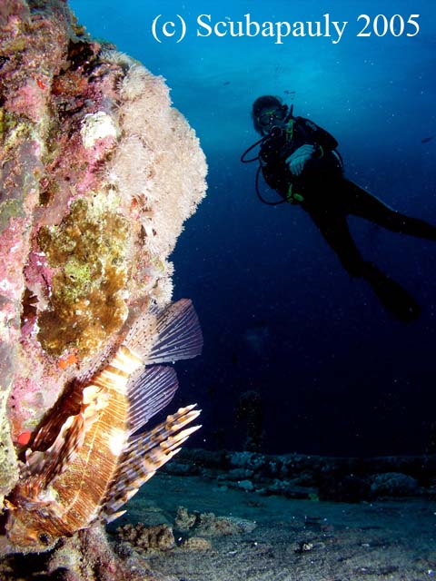 Polly_and_lionfish_Thistlegorm_30-08-05