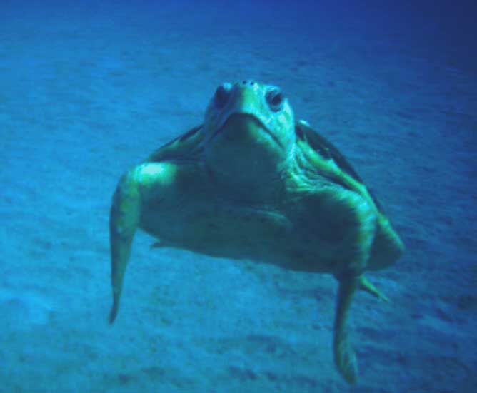 Pompano Beach Turtle