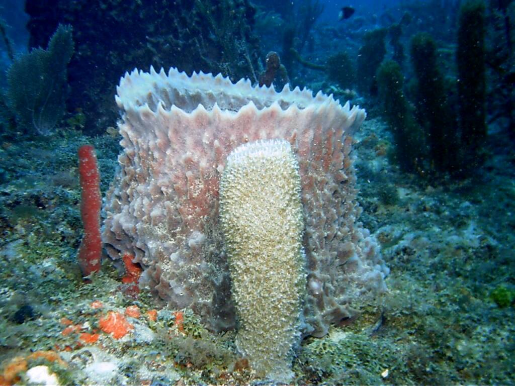 Pompano Sponge