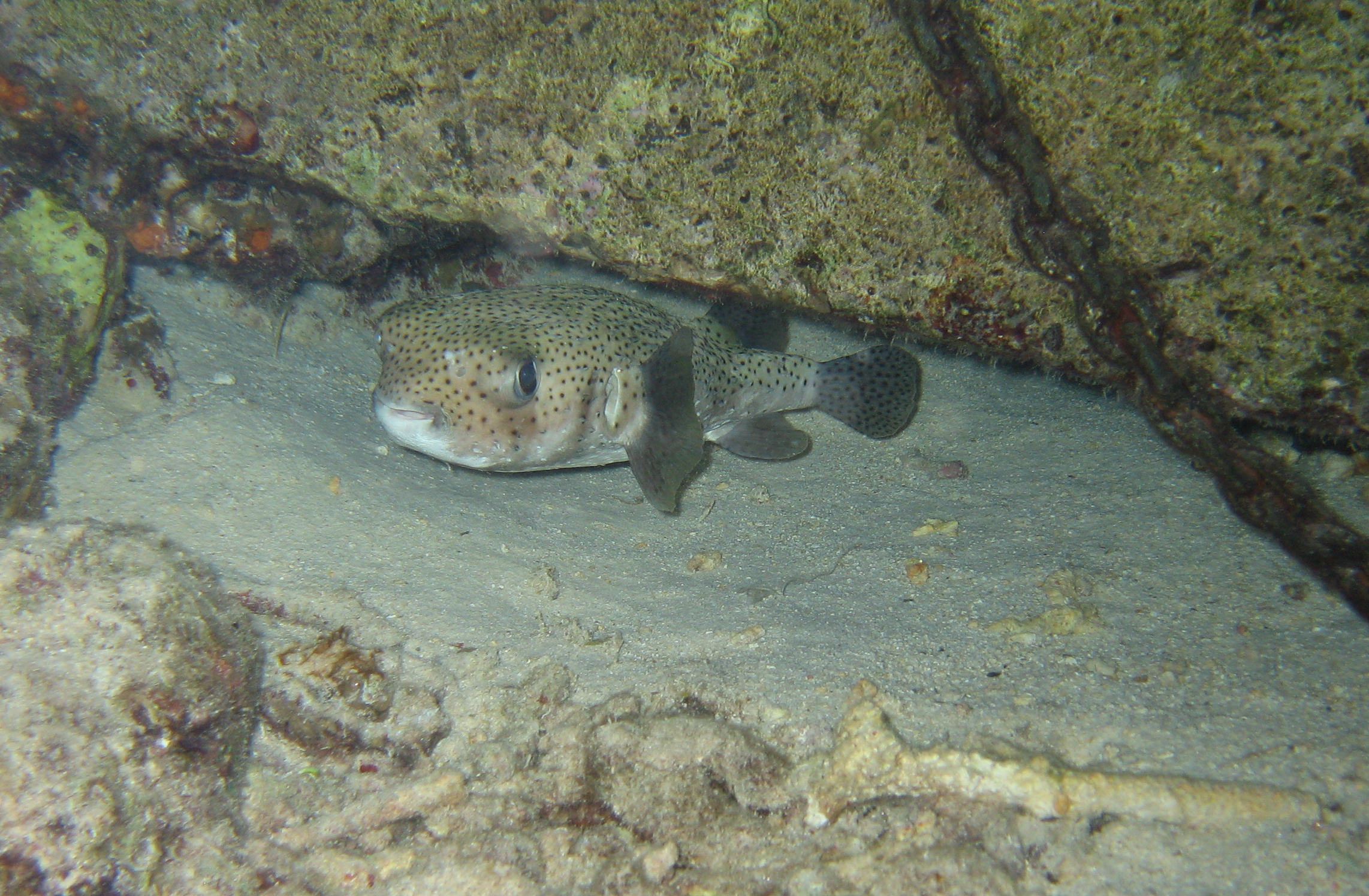 Porcupine Fish on Bari Reef night dive