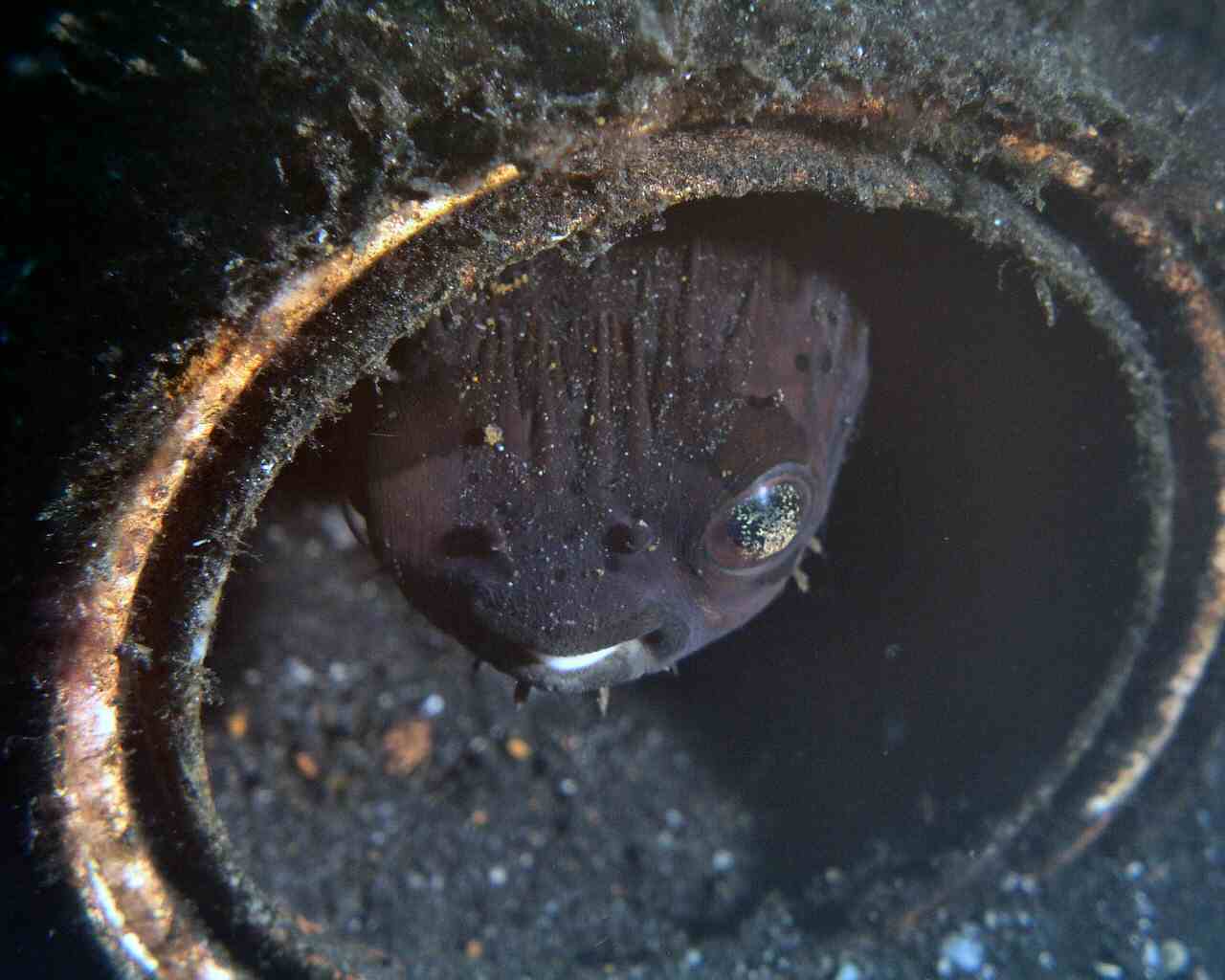 Porcupine Puffer at Lembeh