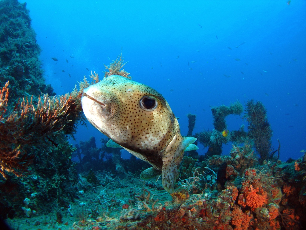 Porcupinefish on Scutti - 2