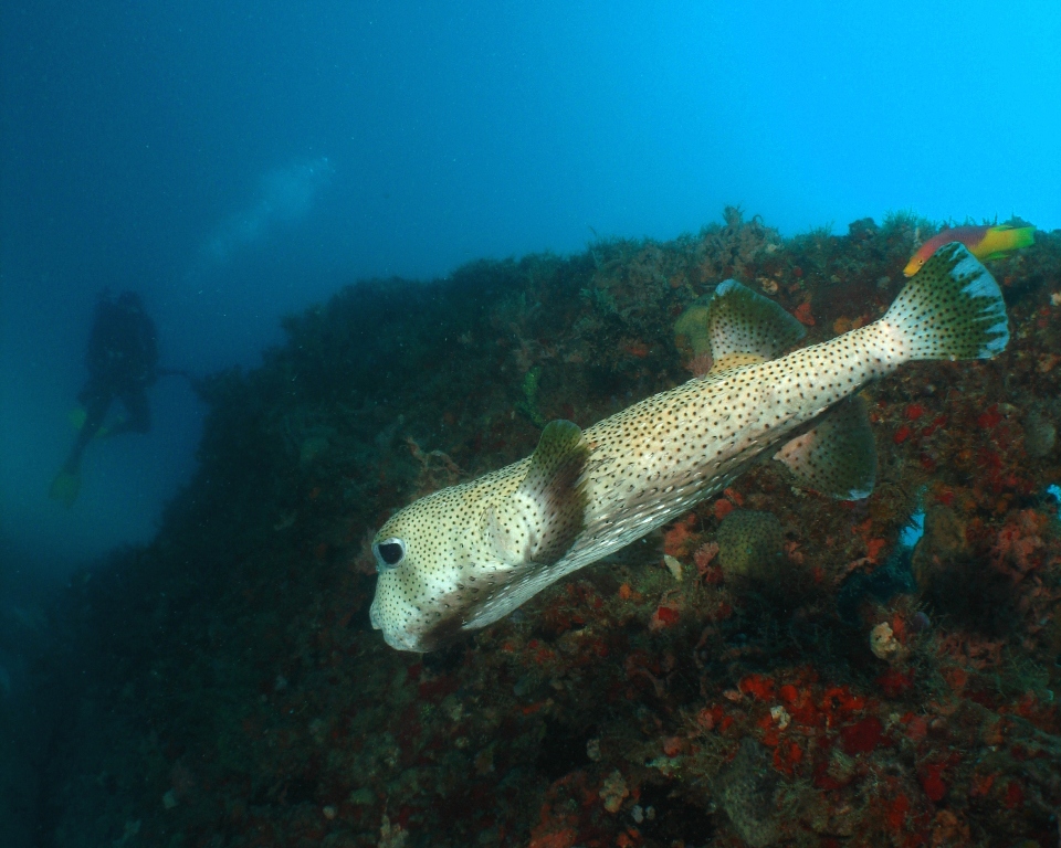 Porcupinefish on the Wreck of the Tracey