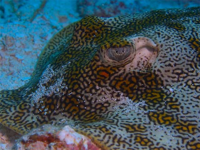 Pretty patterned ray