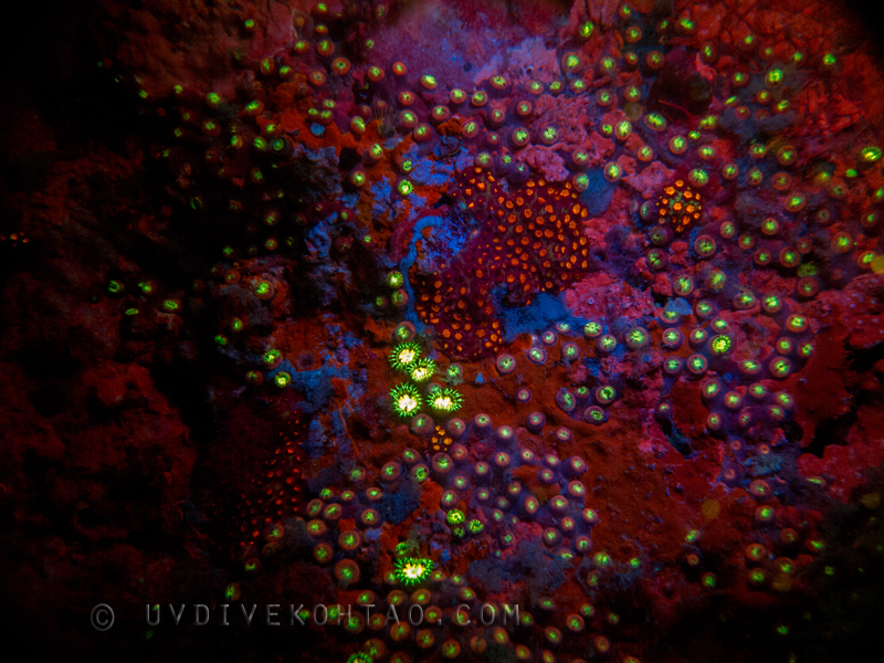 psychedelic fluorescent coral wall