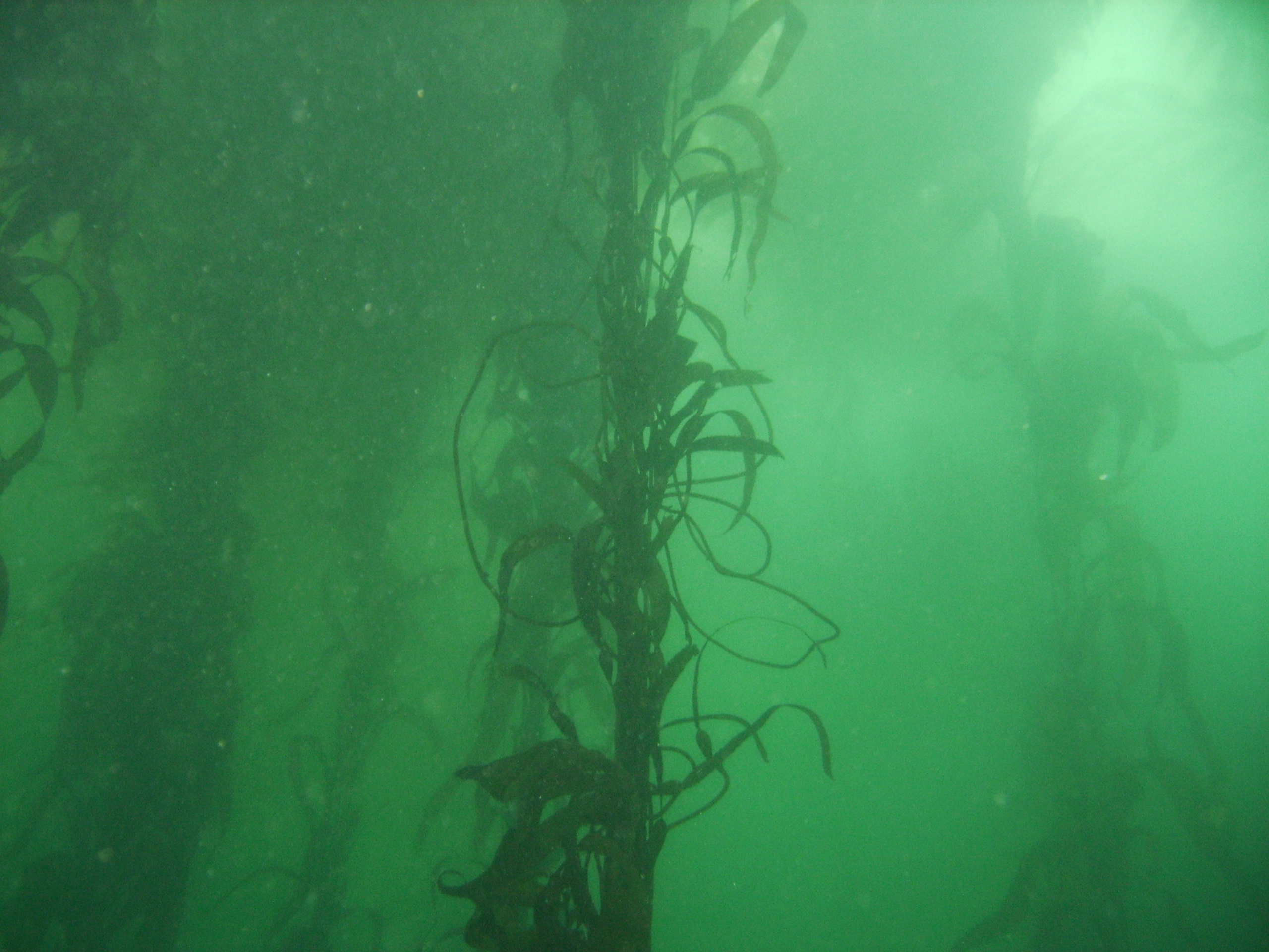 Pt. Lobos kelp