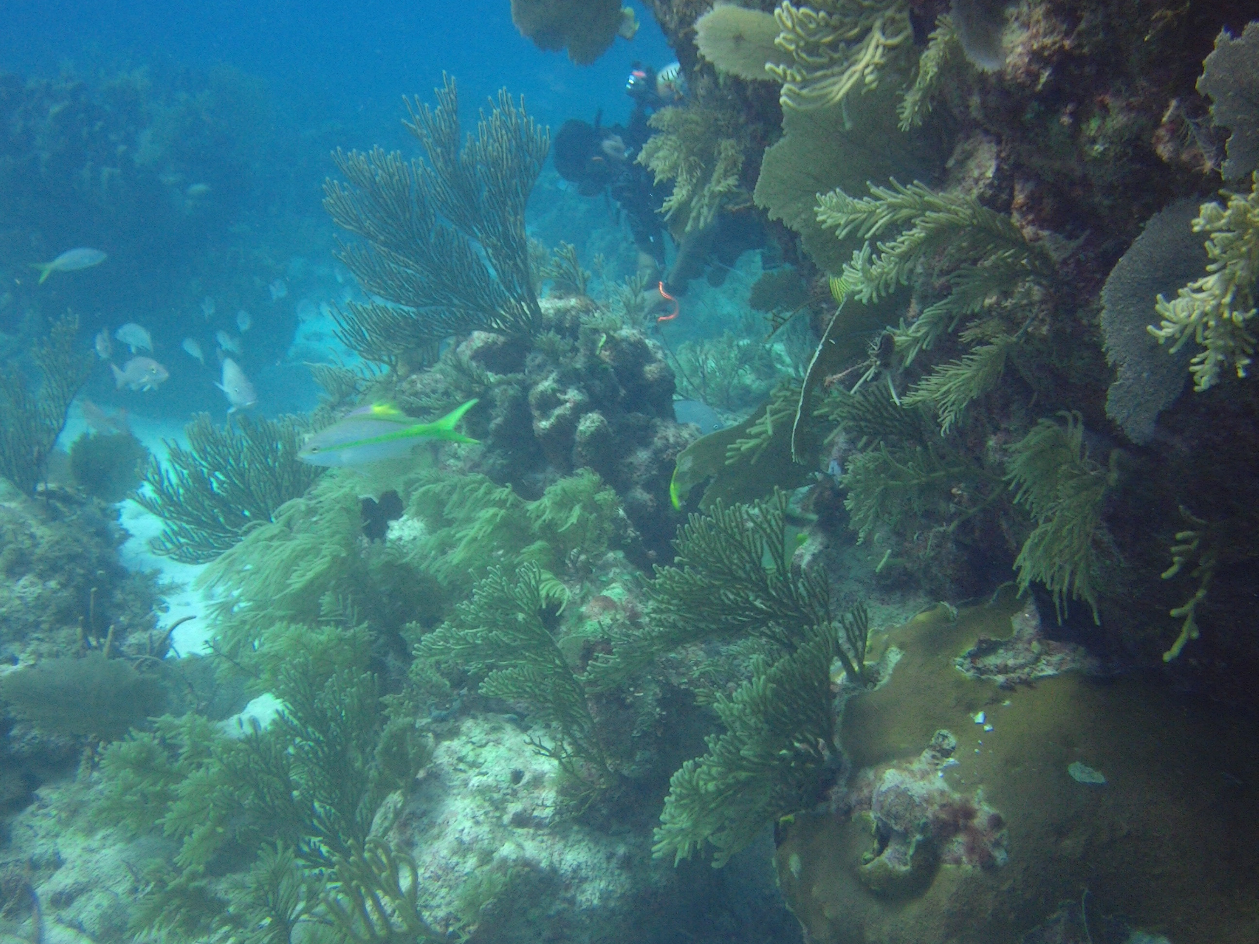 Puerto Morelos reef image 2