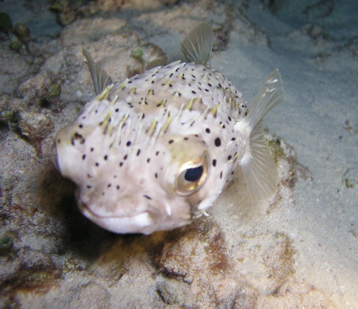 Pufferfish giving you the eye