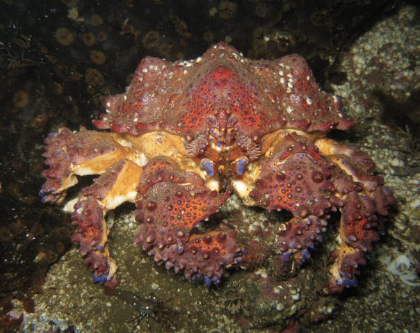 Puget Sound King Crab
