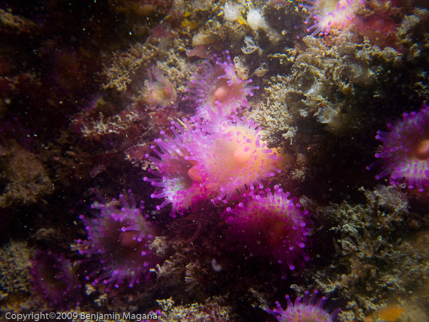 Purple anemones