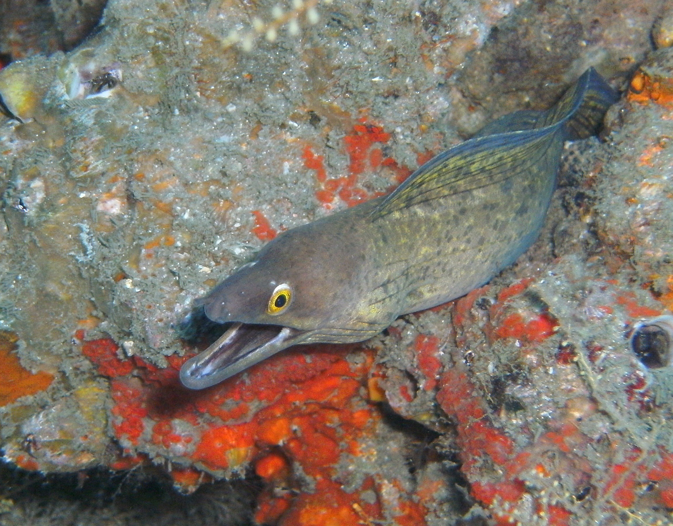 purple mouth moray eel 2 at blue heron bridge