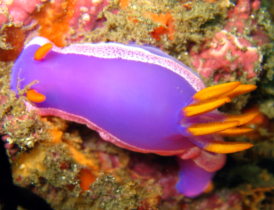 purple nudibranch