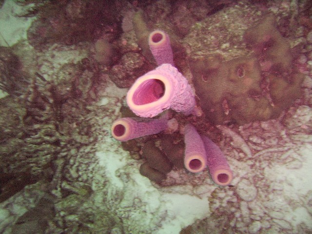 Purple Sponge