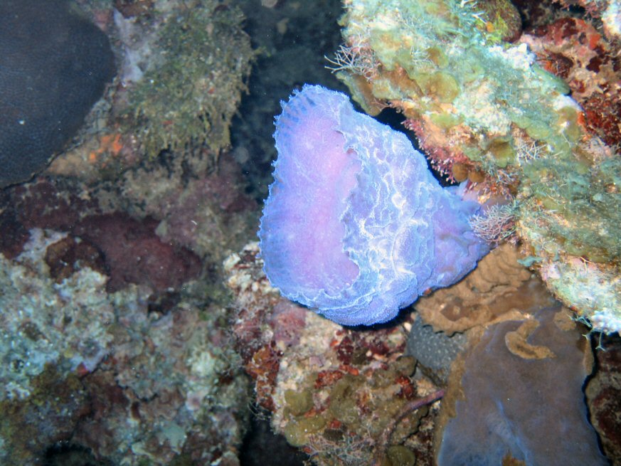purple_coral