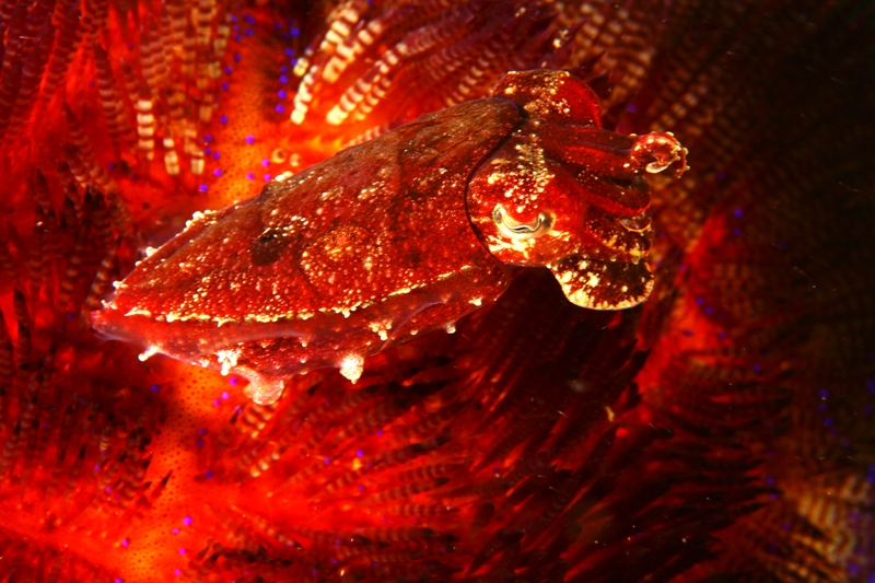Pygmy cuttlefish in a fire urchin