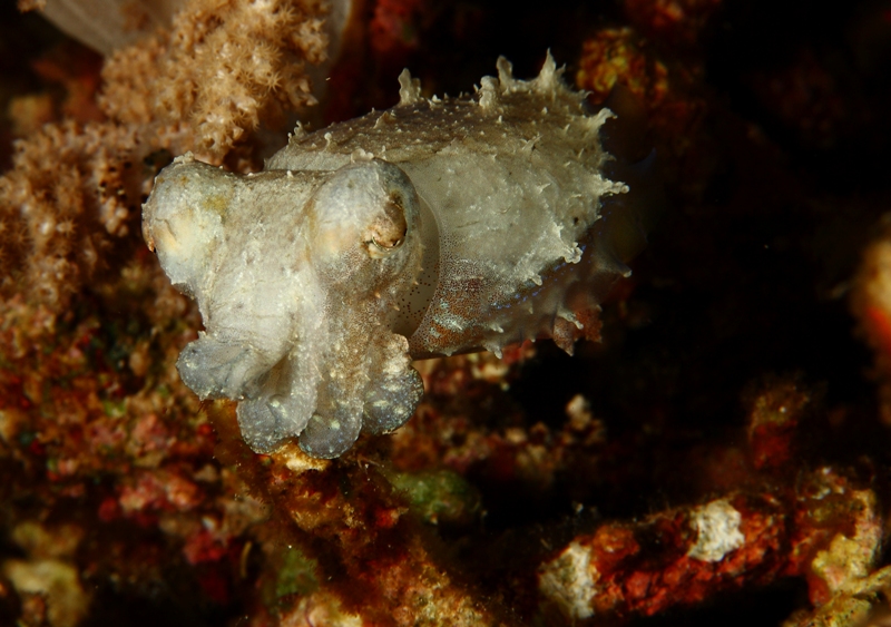 Pygmy cuttlefish