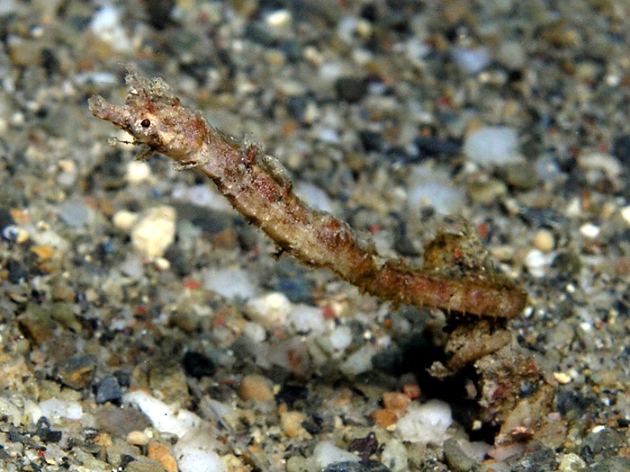 Pygmy Pipehorse ScubaBoard