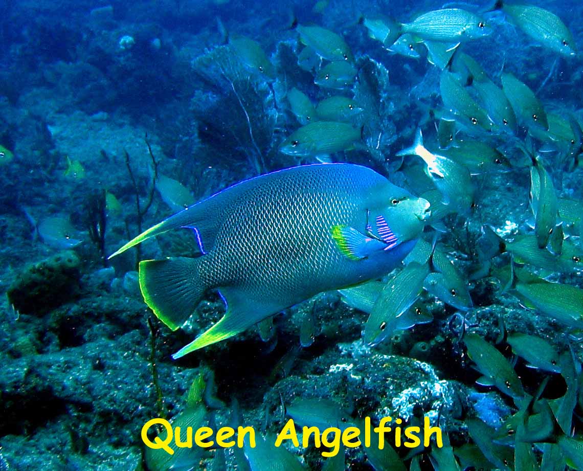 Queen Angelfish