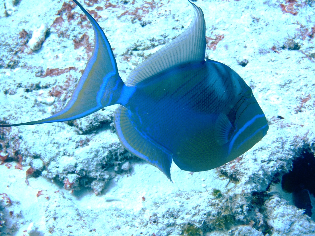 Queen Triggerfish - Cozumel