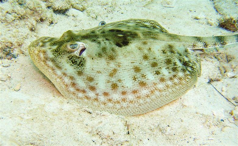 ray shoredive Cozumel