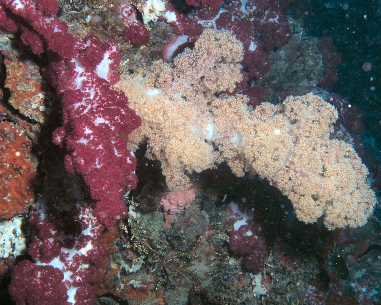 Red and Yellow soft coral on the Yongala