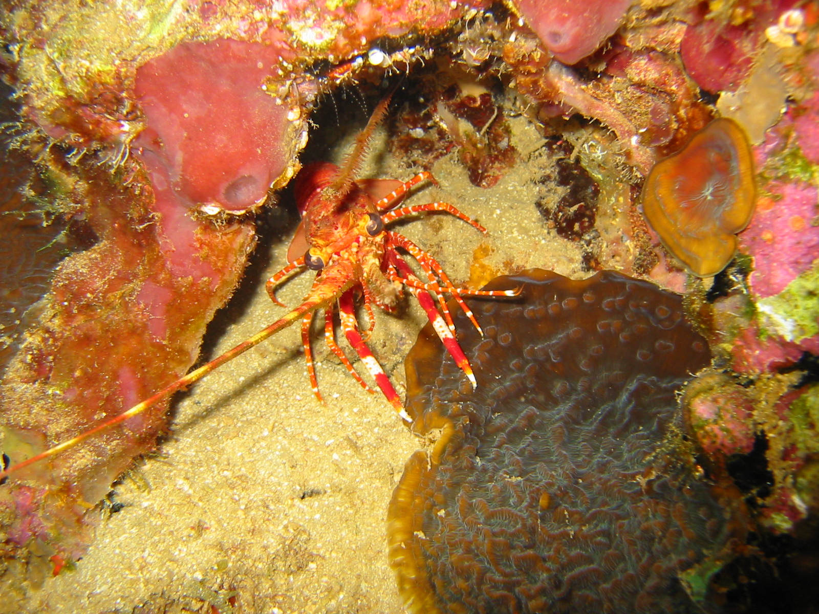 Red Banded Lobster