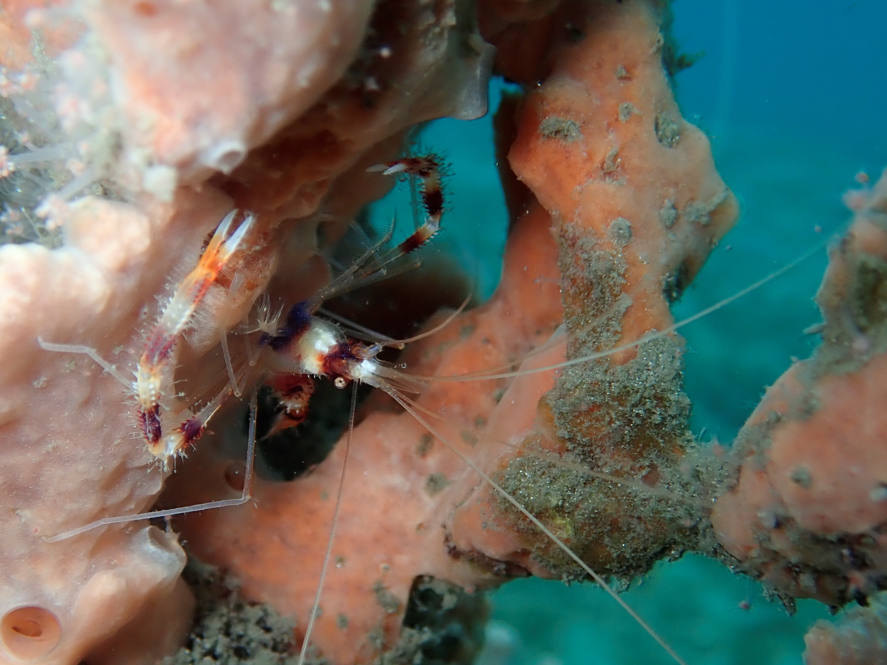 Red Banded Shrimp II Bhb March 2019