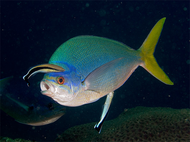 Red Bellied Fusiler with Cleaner Wrasse